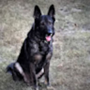 Meet your Posher, Joe